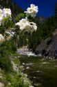 White syringa flowers growing along the East Fork of the South Fork of the Salmon River near Yellow Pine, Idaho.
