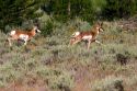Pronghorn antelope in the Sawtooth National Forest of Idaho.