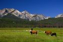 Cattle graze in the Stanley Basin, Idaho.