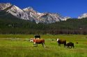 Cattle graze in the Stanley Basin, Idaho.