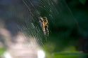 Garden spider on a web.
