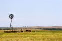 Windmill and cattle on the Prairrie of Western Nebraska.