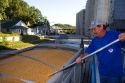 Worker sampling corn for moisture content at Glasgow, Missouri.