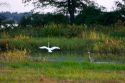 A white egret and a great blue heron at Swan Lake National Wildlife Refuge in Sumner, Missouri.
