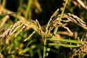 Close up image of rice grain growing near Richvale, California.