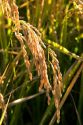 Close up image of rice grain growing near Richvale, California.