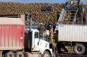 Trucks unload harvested sugar beets into collective piles at Mountain Home, Idaho.