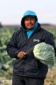 A mexican farm worker harvesting cabbage on a farm in Fruitland, Idaho.