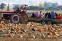 A tractor hauling people through a pumpkin patch in Fruitland, Idaho.