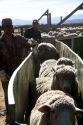 Sheep in pens awaiting shearing in Camas County, Idaho.