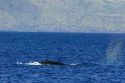 A Humpback whale in the pacific ocean near Maui, Hawaii.
