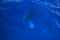 A Humpback whale calf underwater in the pacific ocean near Maui, Hawaii.