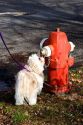 Dog smelling a fire hydrant in Boise, Idaho.