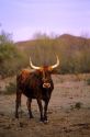 Longhorn cattle in Arizona.