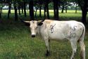Texas longhorn cattle with brands.