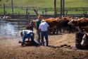 Cowboys branding cattle during a round up near Emmett, Idaho.
