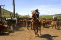 Cowboy rounding up cattle for branding near Emmett, Idaho.