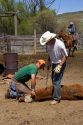 Cowboys branding cattle during a round up near Emmett, Idaho.