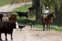 Cowboys round up cattle near Emmett, Idaho.