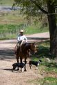 Cowboy on horseback and his dogs at a cattle round up near Emmett, Idaho.