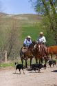 Cowboys on horseback with work dogs round up cattle near Emmett, Idaho.