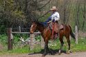 Cowboy on horseback at a cattle round up near Emmett, Idaho.