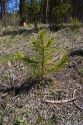 Lodge pole pine tree seedling in the Sawtooth National Recreation Area, Idaho.