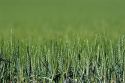 Green unripe wheat field near Pendleton, Oregon.