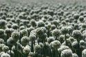 A crop of onions with seed heads in Canyon County, Idaho.