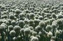 A crop of onions with seed heads in Canyon County, Idaho.