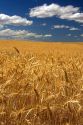 Ripe wheat field ready for harvest in Northern Oregon.