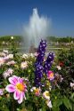 Flowers and fountains in the gardens at The Palace of Versailles at Versailles in France.