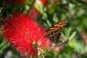 A monarch butterfly feeding on the bloom of a Crimson Bottlebrush near Teotihuacan in the State of Mexico, Mexico.
