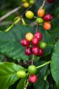 Coffee berries grow on a coffee plant on the Big Island of Hawaii.