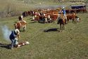 Branding cattle on an Idaho ranch.