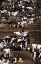 Holstein dairy cattle on a feedlot in Imperial Valley, California.