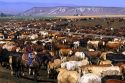 Cattle on a feedlot in Grandview, Idaho.