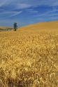 A field of ripe golden wheat near Pendleton, Oregon.
