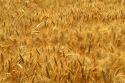 Close up view of a ripe golden wheat field blowing in the wind.