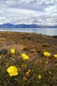 Yellow blooms of the evening primrose at Lake Argentino in Patagonia, Argentina.