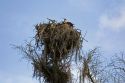 Osprey sits in a nest in Everglades National Park, Florida.