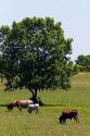 Texas longhorn cattle graze in Washington County, Texas.