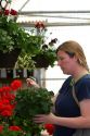 Woman shopping for flowers in the greenhouse of a nursery in Nampa, Idaho. MR