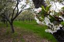 Apple blossom in an orchard at Leland, Michigan.