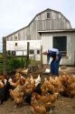 Farmer feeding his chickens on a farm in Lenawee County, Michigan. MR