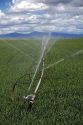 Sprinkler irrigation in a wheat field in Canyon County, Idaho.