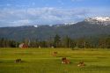 Cattle graze in a pasture near Cascade, Idaho.