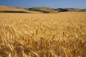 Field of ripe wheat near Milton-Freewater, Oregon.
