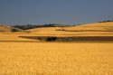 Field of ripe wheat near Milton-Freewater, Oregon.