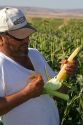 Farmer husking an ear of sweet corn near Pasco, Washington.